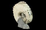 Fossil Hoploscaphites Ammonite - South Dakota #131226-3